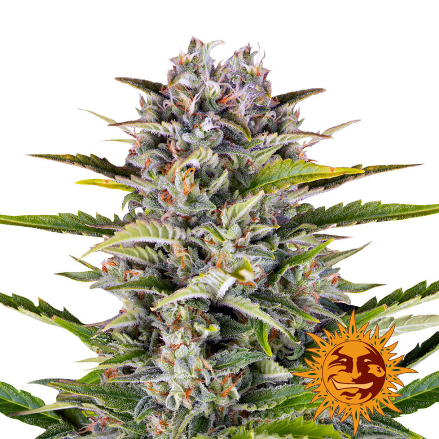 Barney's Farm Gorilla Zkittlez Auto autoflowering cannabis seeds (3 seeds pack)