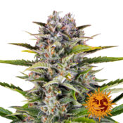 Barney's Farm Gorilla Zkittlez Auto autoflowering cannabis seeds (5 seeds pack)