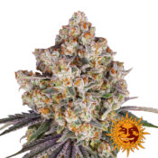 Barney's Farm Ice Cream Cake feminized cannabis seeds (3 seeds pack)