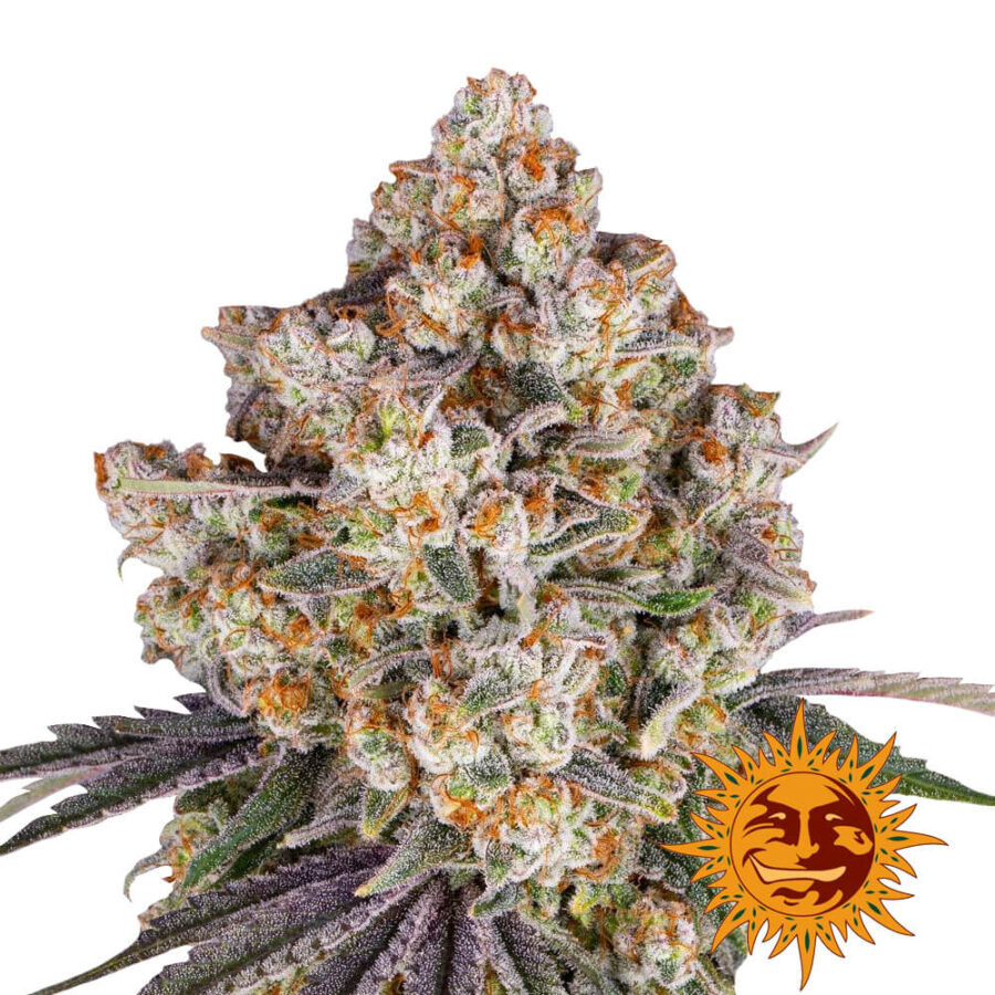 Barney's Farm Ice Cream Cake feminized cannabis seeds (5 seeds pack)