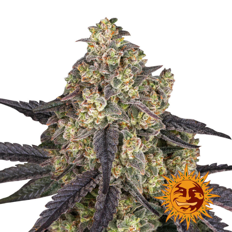 Barney's Farm Kush Mintz feminized cannabis seeds (3 seeds pack)