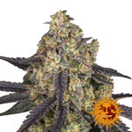 Barney's Farm Kush Mintz feminized cannabis seeds (5 seeds pack)