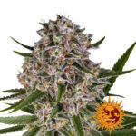 Barney's Farm Lemon Haze Auto autoflowering cannabis seeds (3 seeds pack)