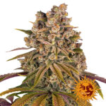 Barney's Farm Lemon Tree feminized cannabis seeds (3 seeds pack)