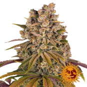 Barney's Farm Lemon Tree feminized cannabis seeds (3 seeds pack)