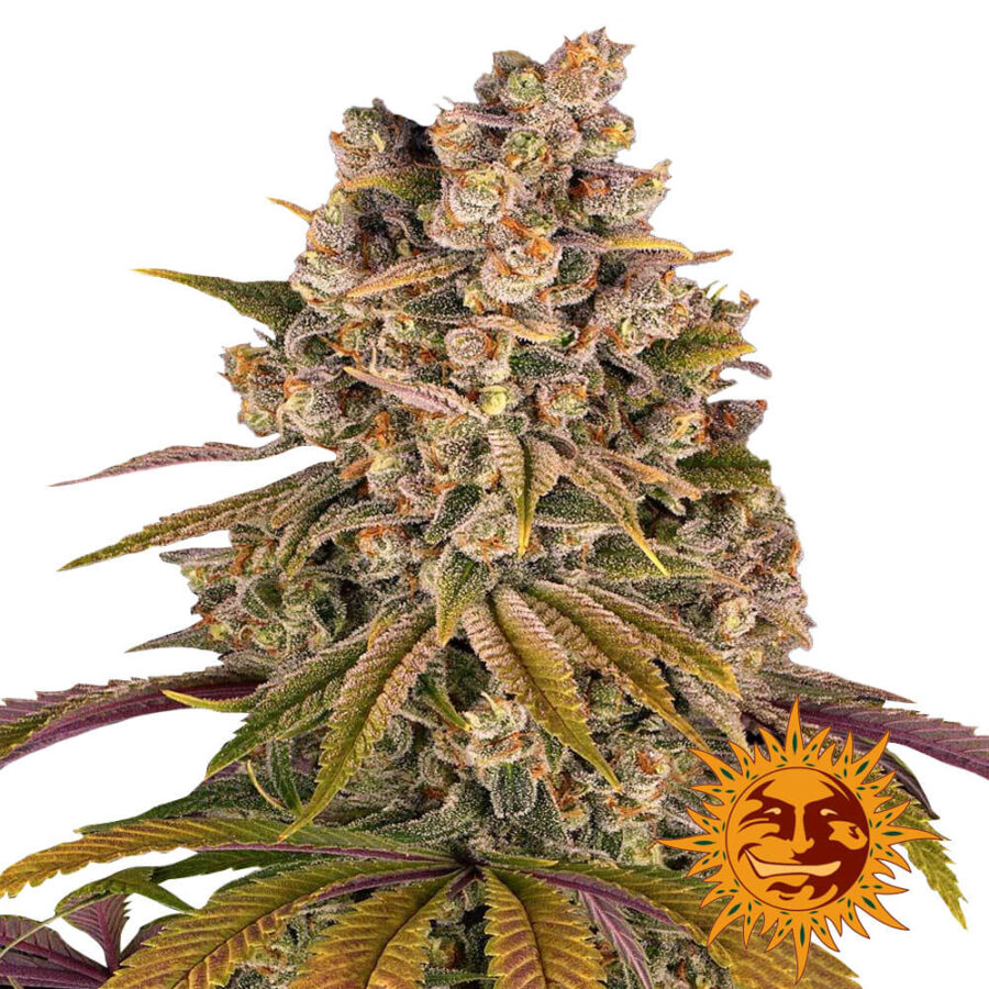 Barney's Farm Lemon Tree feminized cannabis seeds (3 seeds pack)