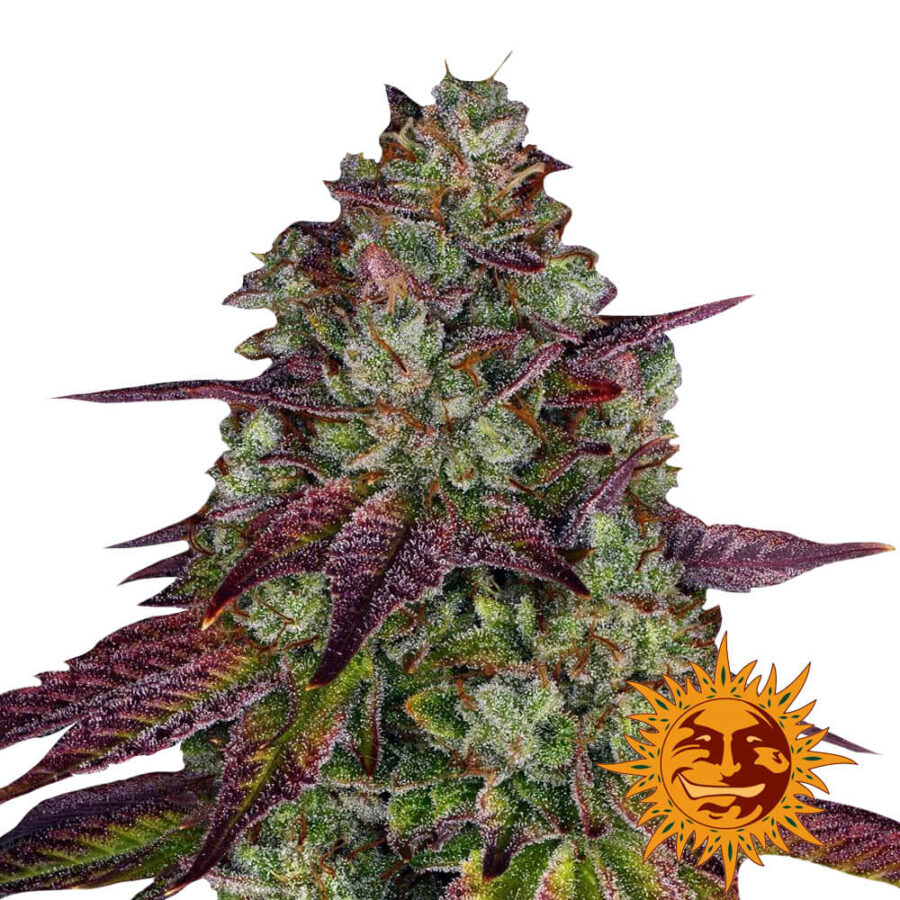 Barney's Farm Mimosa EVO feminized cannabis seeds (3 seeds pack)