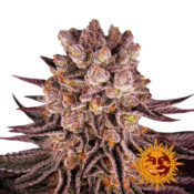 Barney's Farm Mimosa X Orange Punch feminized cannabis seeds (3 seeds pack)