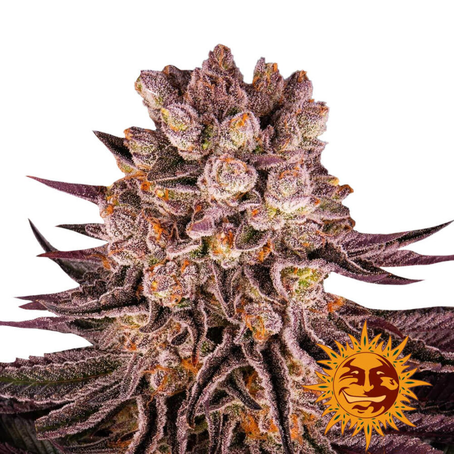 Barney's Farm Mimosa X Orange Punch feminized cannabis seeds (5 seeds pack)