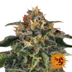 Barney's Farm Moby Dick feminized cannabis seeds (5 seeds pack)