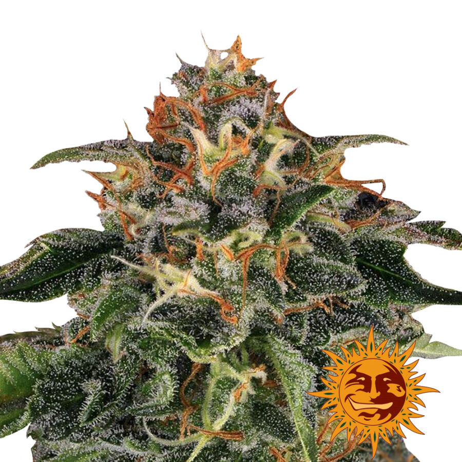 Barney's Farm Lemon Drizzle feminized cannabis seeds (5 seeds pack)