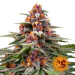 Barney's Farm Runtz Auto autoflowering cannabis seeds (3 seeds pack)