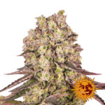 Barney's Farm Runtz Muffin feminized cannabis seeds (5 seeds pack)