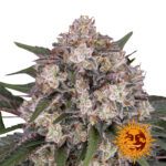 Barney's Farm Sour Diesel feminized cannabis seeds (3 seeds pack)