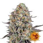 Barney's Farm Sour Strawberry feminized cannabis seeds (3 seeds pack)