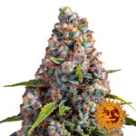 Barney's Farm Strawberry Cheesecake Auto autoflowering cannabis seeds (3 seeds pack)