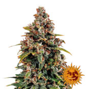 wholesale barneys farm watermelon zkittlez auto autoflowering cannabis seeds 3 seeds pack