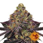 Barney's Farm Watermelon Zkittlez feminized cannabis seeds (3 seeds pack)