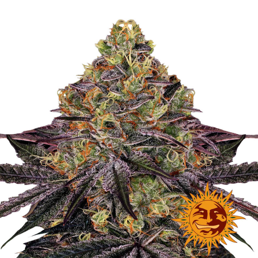 Barney's Farm Watermelon Zkittlez feminized cannabis seeds (3 seeds pack)