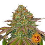 Barney's Farm Wedding Cake feminized cannabis seeds (3 seeds pack)