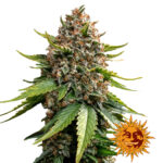 Barney's Farm White Widow XXL Auto autoflowering cannabis seeds (3 seeds pack)