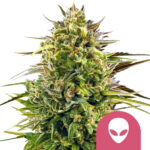 Royal Queen Seeds Alien OG feminized cannabis seeds (3 seeds pack)