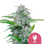 Royal Queen Seeds Critical feminized cannabis seeds (3 seeds pack)