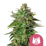 Royal Queen Seeds Larry OG feminized cannabis seeds (3 seeds pack)