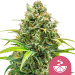 Royal Queen Seeds Lemon Skunk feminized cannabis seeds (3 seeds pack)