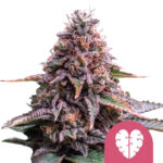 Royal Queen Seeds Pink Mist feminized cannabis seeds (3 seeds pack)