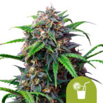 Royal Queen Seeds Purple Lemonade Auto autoflowering cannabis seeds (3 seeds pack)