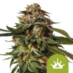 Royal Queen Seeds Special Queen 1 Auto autoflowering cannabis seeds (3 seeds pack)