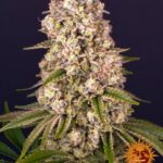tropicanna banana circle new 12 0641481
